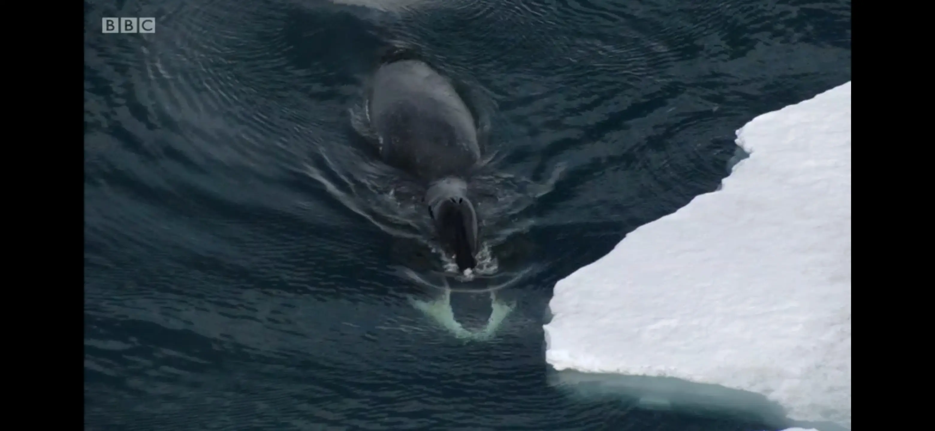 Bowhead whale (Balaena mysticetus) as shown in Frozen Planet - On Thin Ice
